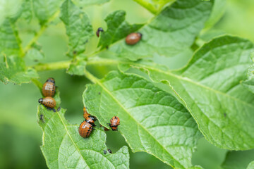 Colorado potato beetle larvae on eaten away potato leaf