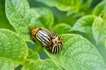Agricultural pest Colorado potato beetle eats potato leaves