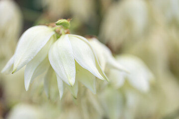 Inflorescences of Yucca filamentosa in the form of a panicle with white flowers in the botanic garden
