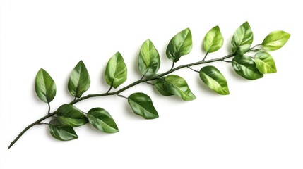 Naklejka premium Sprig of vibrant green leaves cascading elegantly on a clean white backdrop