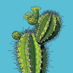 Illustration of a green cactus with spines and yellow flowers against a blue background.