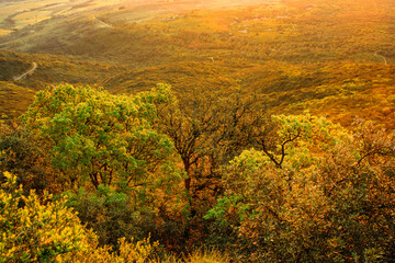 Early morning landscape from the top of Mount Alaric in the South of France. Garrigue, rocks, horizon, and the snow-capped Pyrenees.