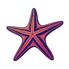 Intricate line art illustration of a vibrant starfish, gradient coral and blue hues.