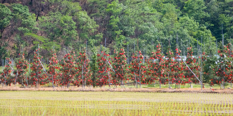 Beautiful apple trees and natural scenery with the hard work of farmers to harvest delicious apples - 맛있는 사과를 수확하기 위한 농부의 고된 정성이 깃든 아름다운 사과나무와 자연 풍경