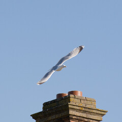 Seagull flying over a chimney pot