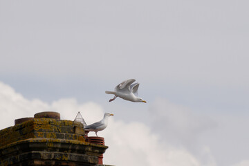 Seagull flying over a chimney pot