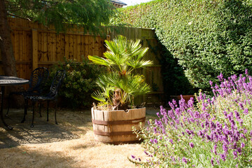 Purple lavender in a summer garden