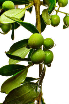 Olea europaea, olivo: Existen variedades de olivos especialmente adaptadas al cultivar en seto; entre las m&aacute;s utilizadas est&aacute;n la Arbequina, la Koroneiki o la Arbosana.