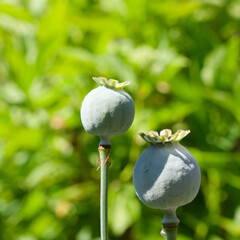 New poppy seed head close up