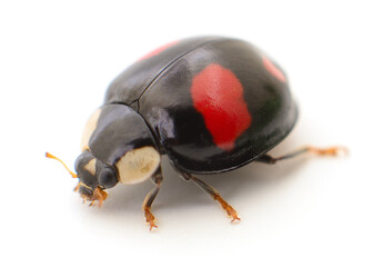 Ladybug isolated on white.