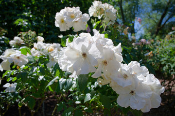 White roses in a garden