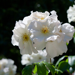 White roses in a garden