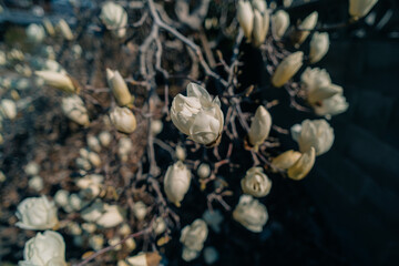 white magnolia in full bloom in japanese spring