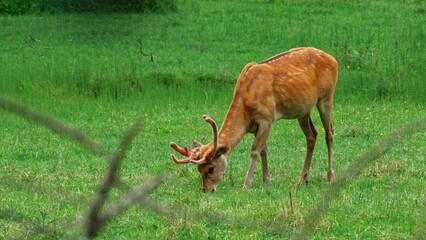 Beautiful Graceful Young Wild Deer Buck Eating Grass at Rural Pasture