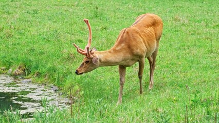 Beautiful Graceful Young Wild Deer Buck Eating Grass at Rural Pasture