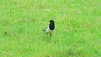 Eurasian Magpie Bird Pecking Ground Grass Looking for Insect Bug Seed Grain Food