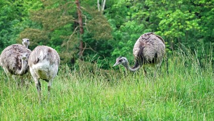 Group of Wild Nandu Rhea Birds on Grassland Woodland Savanna