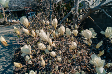 white magnolia in full bloom in japanese spring