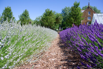 Rows of purple lavender in bloom