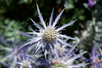 Sea holly plant close up