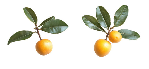 Two yellow fruits with green leaves on branches