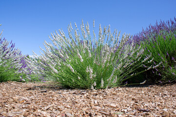 Rows of purple lavender in bloom