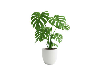 Lush green Monstera deliciosa plant with large fenestrated glossy leaves in a transparent ceramic pot, isolated against a seamless bright white background with copy space, shadowless high-angle