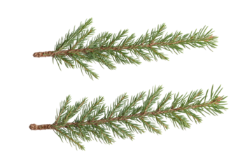 Two sprigs of evergreen foliage, symmetrical and parallel, displaying fine needle-like leaves