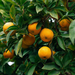 Fresh Oranges on a Lush Green Tree