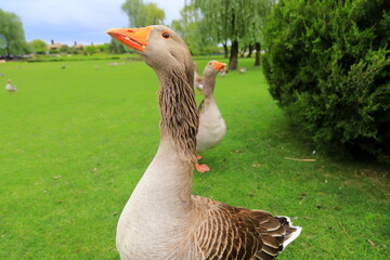 Beautiful gray geese, perigord geese walk on green lawn in summer on goose farm, duck meat, French foie gras delicacy, poultry, farm in village.