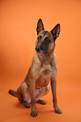 A Belgian Malinois sits upright on an orange background, its ears perked up attentively. The...