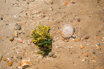 Jelly fish washed up on a beach