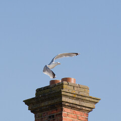 Seagull flying over a chimney pot