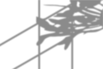 Plant shadow isolated