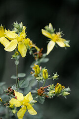yellow a flower