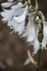 white magnolia flower