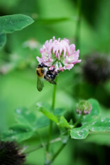 A fluffy beetle on a purple flower