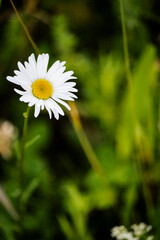 white daisy flower