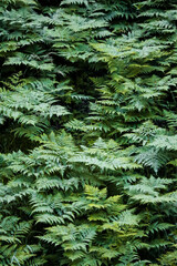 green fern background
