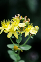 yellow flower