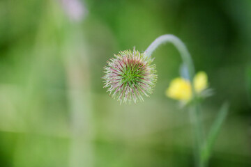 A spherical thorny flower in the field