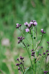 purple flowers in the field