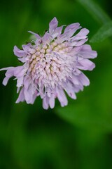 close up of a flower