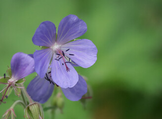 close up of blue flowers