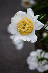 white dahlia flower