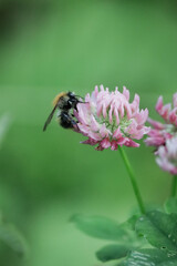 Fluffy beetle on a purple flower background clover