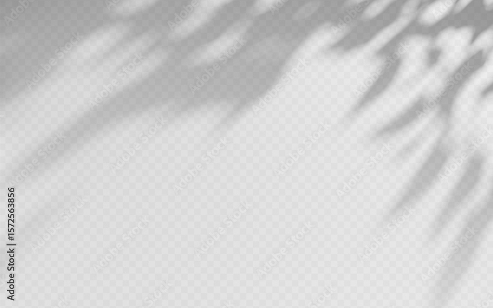 Wall mural shadow overlay from a tree branch isolated on a transparent background.