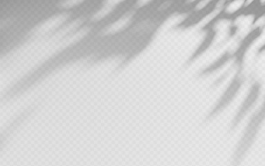 Shadow overlay from a tree branch isolated on a transparent background.
