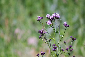 purple flowers in the field
