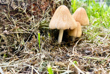 Family of flickering dung mushrooms (Coprinellus micaceus) at base of tree in grass
